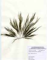 藏品(長筒剛毛藻)的圖片